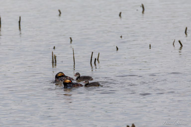 Grèbe à cou noir - Black-necked Grebe  