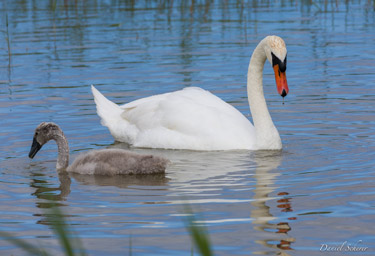 Cygne tuberculé - Mute Swan  
