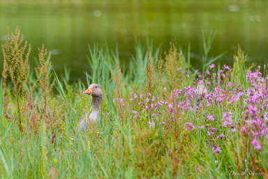 Oie cendrée
- Greylag Goose  