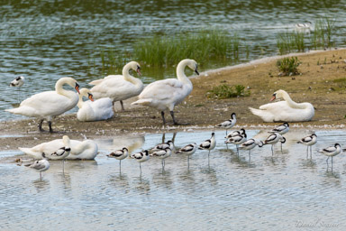Avocette élégante
 - Pied Avocet  