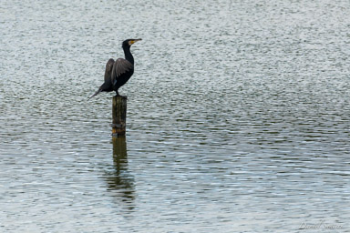 Grand Cormoran
 - Great Cormorant
  