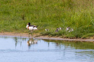 Tadorne de Belon
- Common Shelduck  