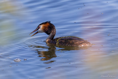 Grèbe huppé
- Great Crested Grebe
  