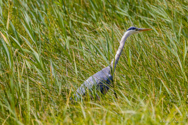 Héron cendré
 - Grey Heron  