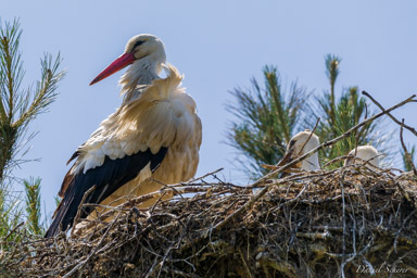 Cigogne blanche
- White Stork  