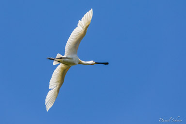Spatule blanche
 - Eurasian Spoonbill  