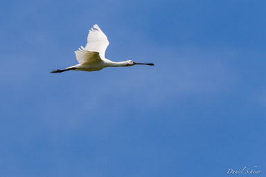Spatule blanche
 - Eurasian Spoonbill  