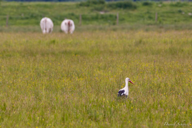 Cigogne blanche
- White Stork  