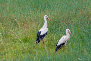 Cigogne blanche
- White Stork  