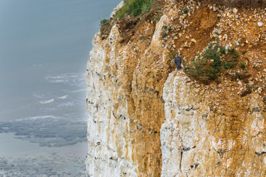 Faucon pèlerin - - Peregrine Falcon  
