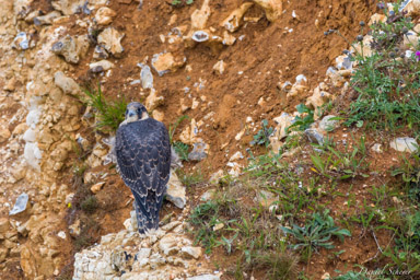 Faucon pèlerin - - Peregrine Falcon  