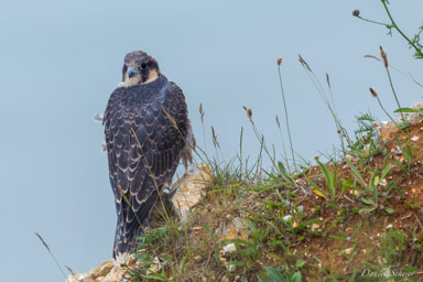 Faucon pèlerin - - Peregrine Falcon  