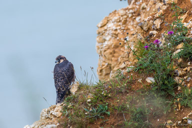 Faucon pèlerin - - Peregrine Falcon  