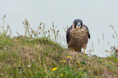 Faucon pèlerin - - Peregrine Falcon  