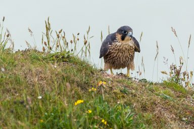 Faucon pèlerin - - Peregrine Falcon  