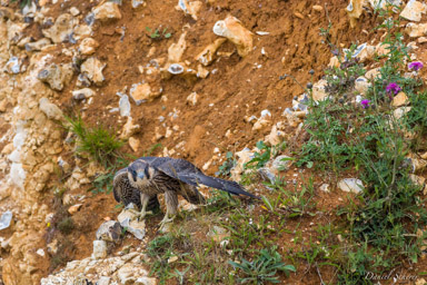 Faucon pèlerin - - Peregrine Falcon  