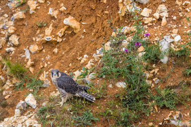 Faucon pèlerin - - Peregrine Falcon  