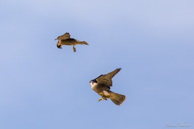 Faucon pèlerin - - Peregrine Falcon  