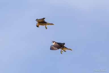 Faucon pèlerin - - Peregrine Falcon  