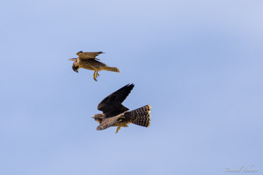 Faucon pèlerin - - Peregrine Falcon  