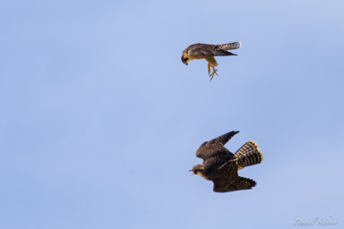 Faucon pèlerin - - Peregrine Falcon  