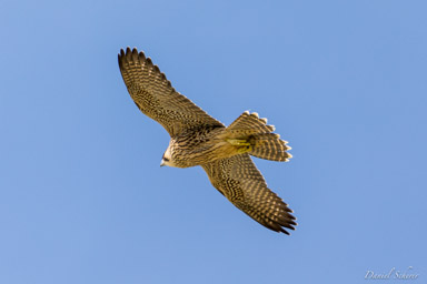 Faucon pèlerin - - Peregrine Falcon  