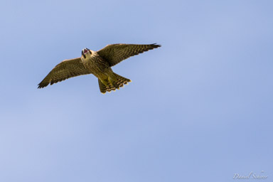Faucon pèlerin - - Peregrine Falcon  