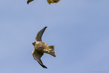 Faucon pèlerin - - Peregrine Falcon  