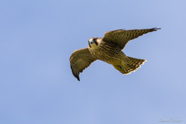 Faucon pèlerin - - Peregrine Falcon  