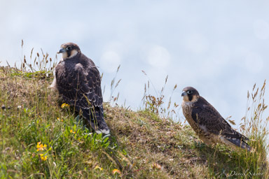Faucon pèlerin - - Peregrine Falcon  