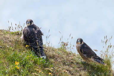 Faucon pèlerin - - Peregrine Falcon  