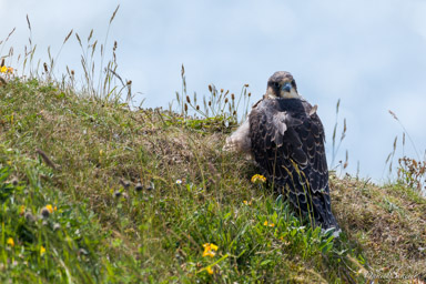 Faucon pèlerin - - Peregrine Falcon  