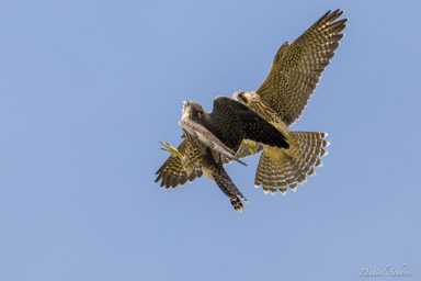 Faucon pèlerin - - Peregrine Falcon  
