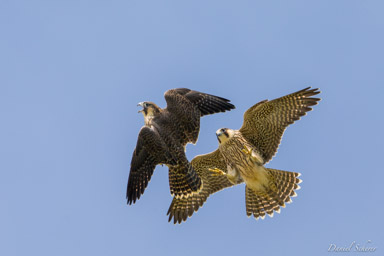 Faucon pèlerin - - Peregrine Falcon  