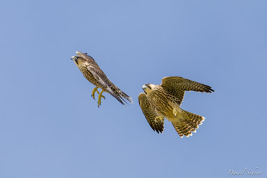 Faucon pèlerin - - Peregrine Falcon  
