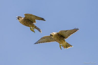 Faucon pèlerin - - Peregrine Falcon  