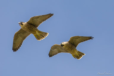 Faucon pèlerin - - Peregrine Falcon  