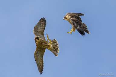 Faucon pèlerin - - Peregrine Falcon  