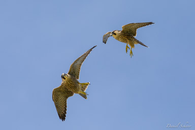 Faucon pèlerin - - Peregrine Falcon  