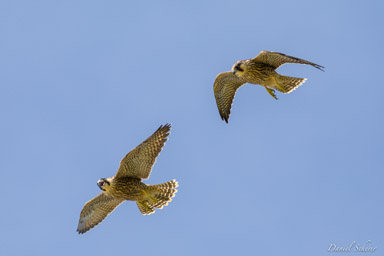 Faucon pèlerin - - Peregrine Falcon  