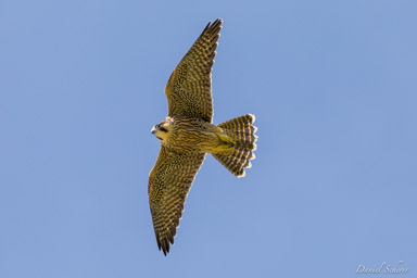 Faucon pèlerin - - Peregrine Falcon  