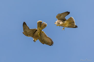 Faucon pèlerin - - Peregrine Falcon  