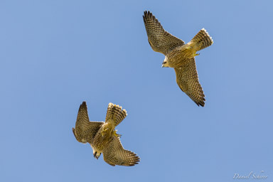 Faucon pèlerin - - Peregrine Falcon  