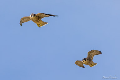 Faucon pèlerin - - Peregrine Falcon  