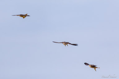 Faucon pèlerin - - Peregrine Falcon  