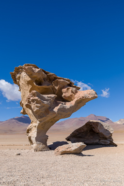 ARBOL DE PIEDRA