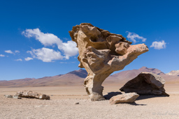 ARBOL DE PIEDRA