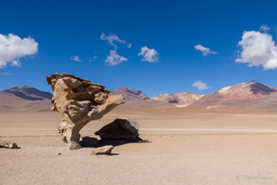 ARBOL DE PIEDRA