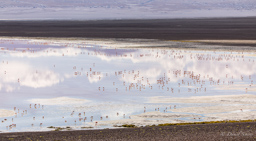 LAGUNA COLORADA