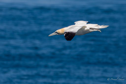 Sept Iles - Fou de Bassan